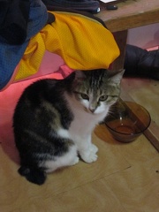 IMG 4412 Gatto alpino